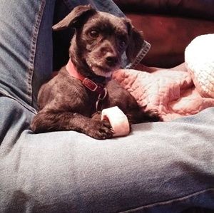 Meet your Posher, Doug